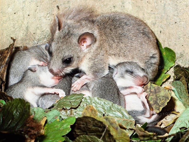 Dormouse (Glis Glis) with young in the nursery, nesting box, Upper Bavaria, Germany, captive
