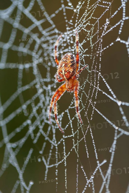 Gartenkreuzspinne (Araneus diadematus) im Netz mit Tautropfen, Weibchen, Oberbayern, Deutschland / Garden Spider (Araneus diadematus), female in its net, Upper Bavaria, Garmany