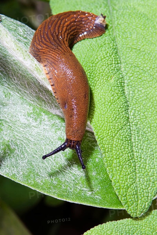 Large Red slug (Arion rufus), slug on green leaf, garden, Bavaria, Germany