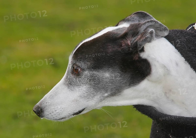 Greyhound (Canis lupus familaris), male dog 10 years, portrait sideways, in the countryside, North Rhine-Westphalia, Germany