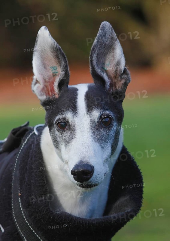 Greyhound (Canis lupus familaris), male dog 10 years, portrait, in the countryside, North Rhine-Westphalia, Germany