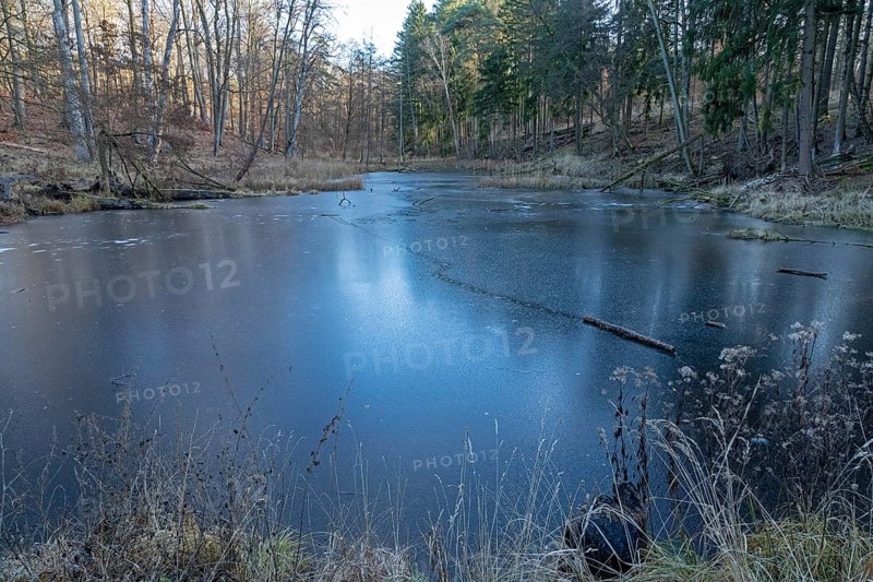 Frozen old carp pond, tree trunk, beaver tracks near Spechthausen, Brandenburg, Germany