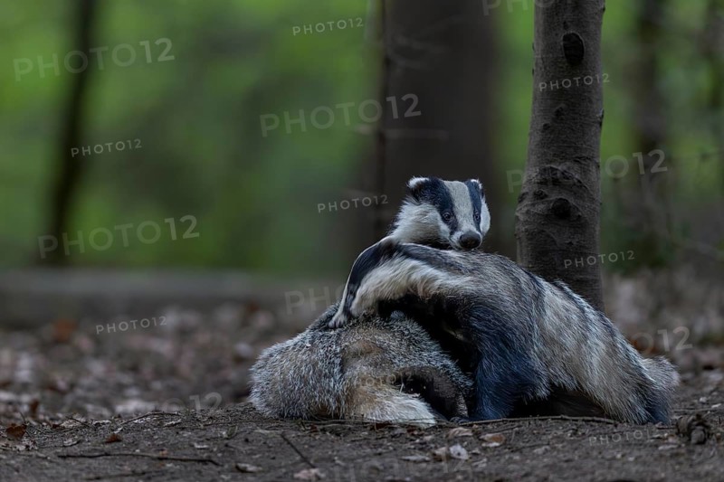 A pair of badgers (Meles meles) grooming each other at the roof castle, fun, joie de vivre, togetherness, nocturnal, Germany