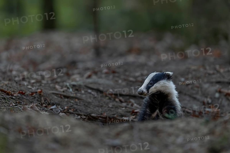 Before the badger (Meles meles) leaves its den completely, it secures in all directions, nocturnal, Germany