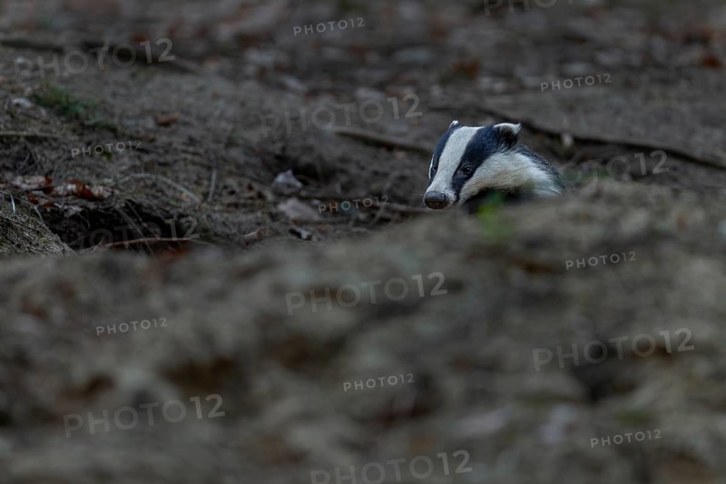 After leaving the den, badgers (Meles meles) usually devote themselves extensively to grooming, nocturnal, Germany