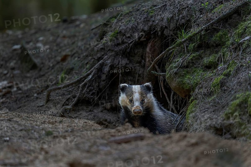 Carefully and slowly a badger (Meles meles) slips out of its den, nocturnal, Germany