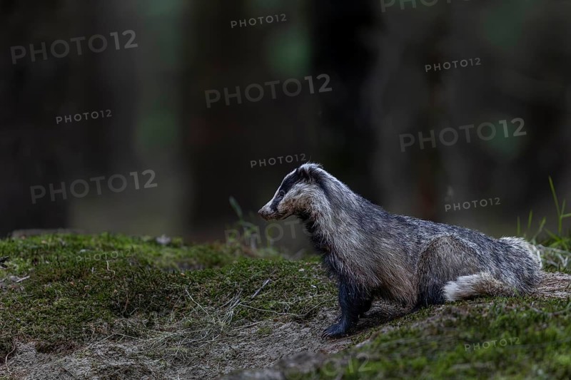 The badger (Meles meles) has left the den and is tensely securing itself near the cave entrance, nocturnal, Germany