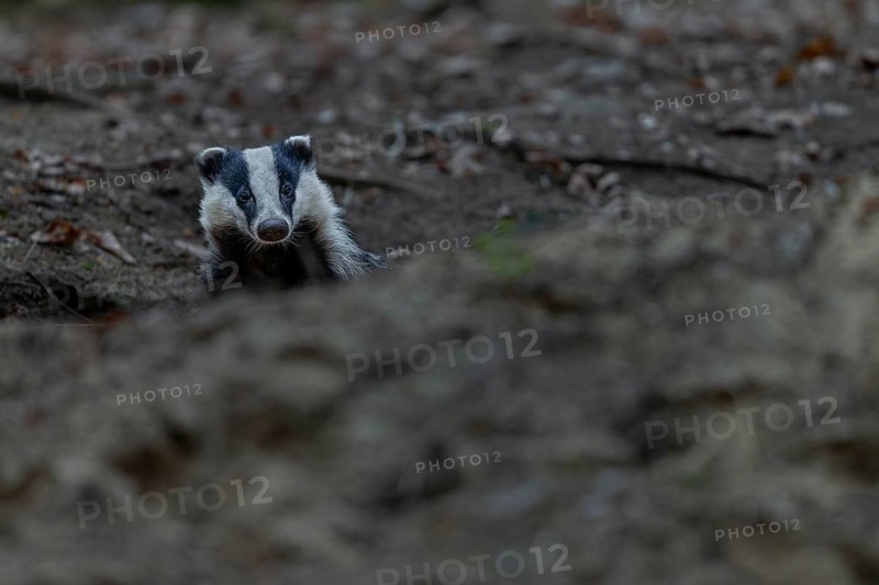 The badger (Meles meles) cautiously leaves its den, nocturnal, Germany