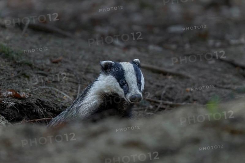 In the early evening the badger (Meles meles) leaves the den, nocturnal, Germany