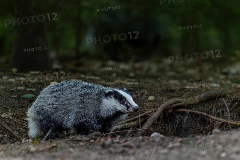 A badger (Meles meles) born last year explores the surroundings of the Dachsburg, animal children, cute, cute, cute, nocturnal, Germany