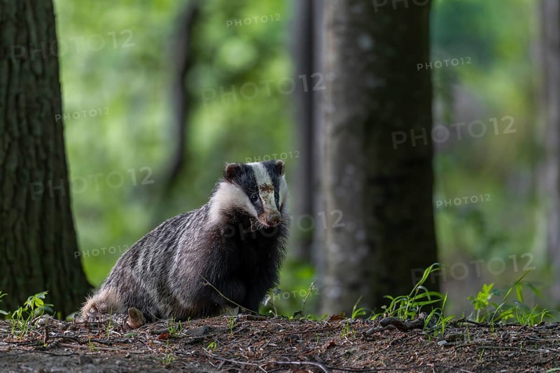 The badger moth (Meles meles) spends a few minutes in front of the burrow in front of setting off in search of food, nocturnal, Germany