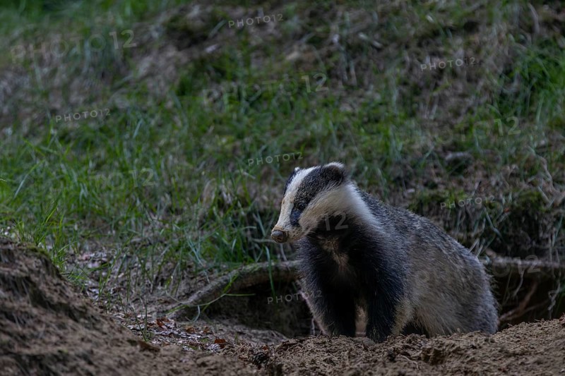 After a few minutes, the young badger (Meles meles) leaves the cave entrance, animal children, nocturnal, Germany