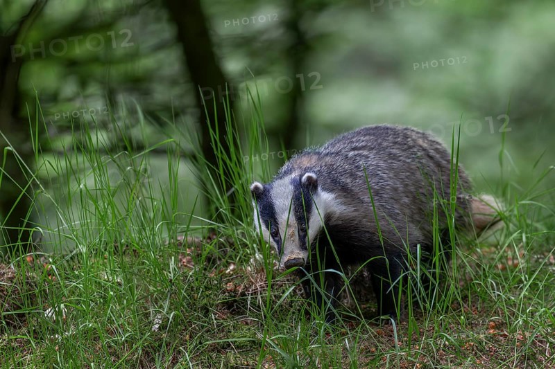 After the badger (Meles meles) has left the den, it particularly checks the entrances to the badger burrow, nocturnal, Germany