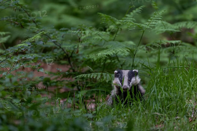 With the last light of day, an old badger (Meles meles) leaves the den and goes directly to look for food via a badger path, nocturnal, Germany