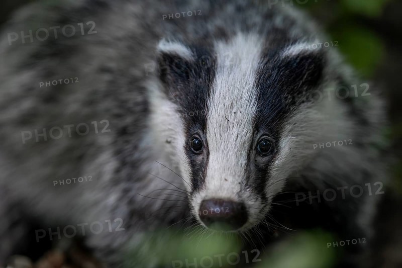 Portrait of a 4 month old badger (Meles meles), animal children, cute, cute, cute, nocturnal, Germany