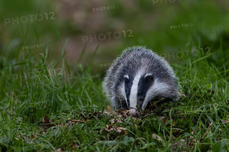 A young badger (Meles meles) searches for food directly at the entrance to its den, baby animals, cute, cute, cute, nocturnal, Germany