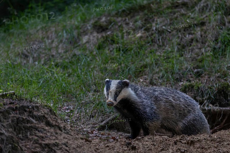 A badger (Meles meles) leaves its den in the evening, nocturnal animals, Germany