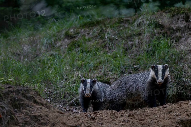 Two young badgers (Meles meles) of different ages in front of a cave entrance, the left animal is about 4 months old, animal children, nocturnal, Germany