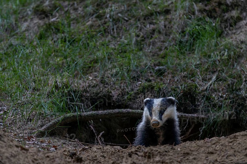 The young badger (Meles meles) looks cautiously out of its den, nocturnal animals, Germany