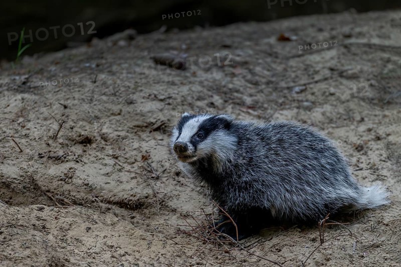 An approximately 3-month-old young badger (Meles meles) explores the surroundings of the Dachsburg, animal children, sweet, cute, cute, nocturnal, Germany