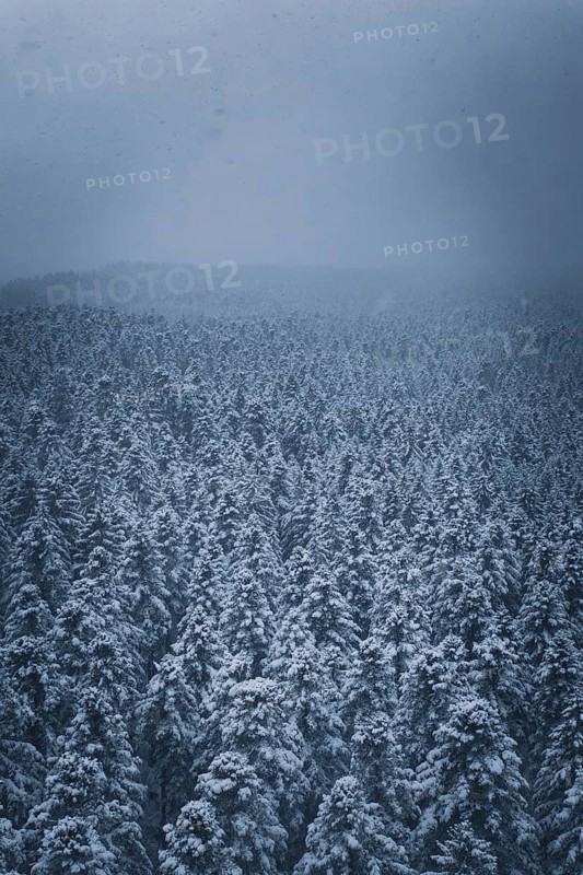 Dense, snowy forest under a grey, cloudy sky, Hörschweiler, Freudenstadt district, Germany