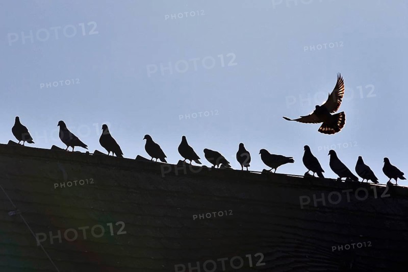 Pigeons in the city in winter, Germany