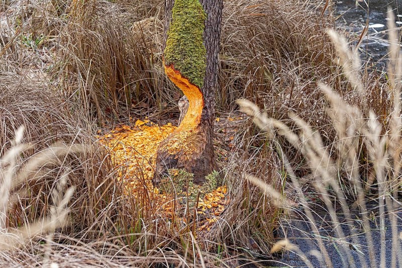 Tree bit by beaver near Spechthausen, Brandenburg, Germany