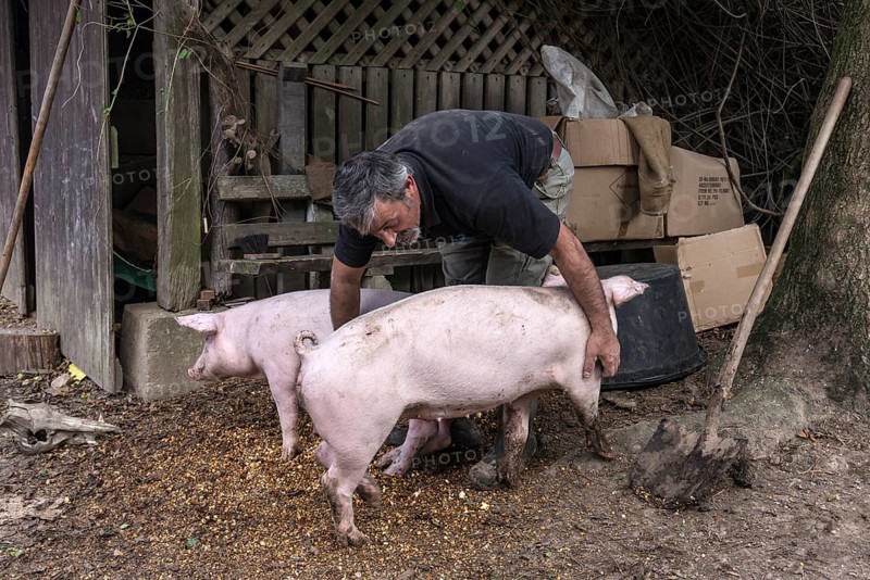 Farmer caressing his two domestic pigs (Sus scrofa domesticus) on his farm, Middle Franconia, Bavaria, Germany
