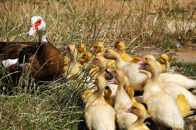 Muscovy duck (Cairina moschata) with its young in the grass on a farm, Eckental, Middle Franconia, Bavaria, Germany