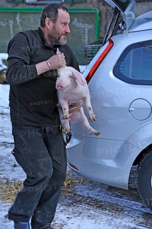Farmer holding a piglet (Sus scrofa domesticus) in his arms, Tauchersreuth, Middle Franconia, Bavaria, Germany