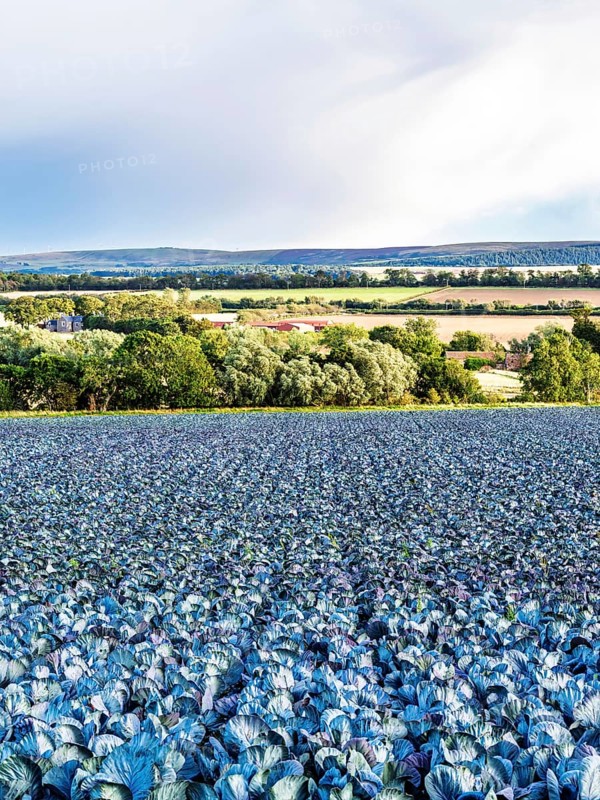 Red Cabbage on Scottish fields, Southeast Scotland, UK