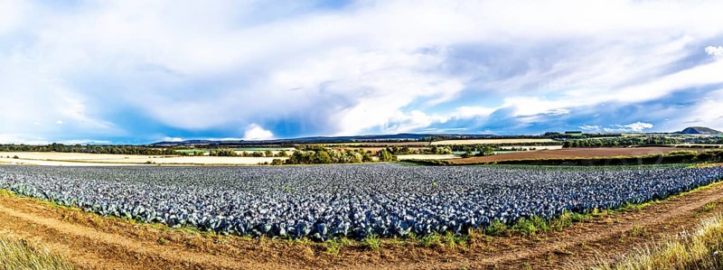 Red Cabbage on Scottish fields, Southeast Scotland, UK