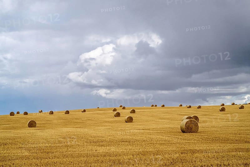 Straw bales on the Scottish fields, Southeast Scotland, UK