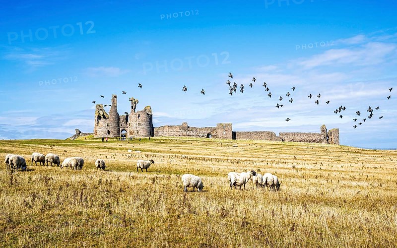 Sheeps around Ruins of Dunstanburgh Castle, Northumberland Coast, England, UK