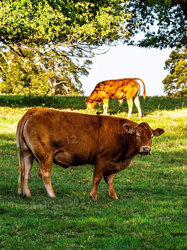 Bulls and Cows on Scottish Borders Farms, Scotland, UK