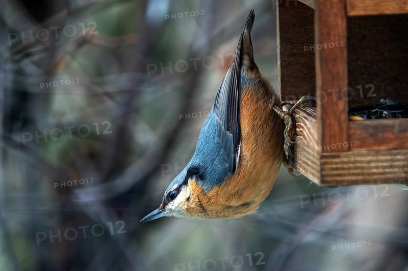 Nuthatch (Sitta europaea) sitting with head down on a bird feeder, Baden-Württemberg, Germany
