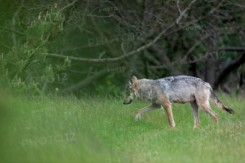 The wolf pheasant (Canis lupus) wanders into the dense pine forest, from later observations I know that it regularly uses this path, so it is reasonable to assume that the wolf den is very close by, rearing its young, Denmark