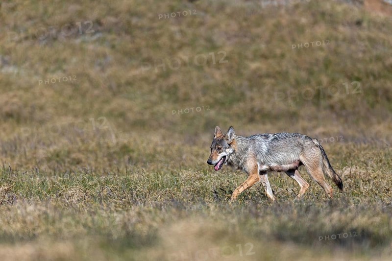 The heat is clearly causing the she-wolf (Canis lupus) problems, rearing her young, Denmark
