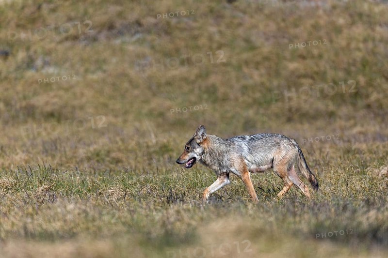 The behaviour of the wolf pheasant (Canis lupus) is comparable to that of the first encounter, this time it also appears to be waiting for its partner to arrive, rearing its young, Denmark