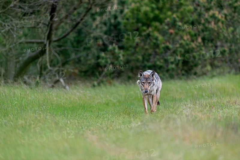 The tension and excitement increases noticeably when the wolf pheasant (Canis lupus) moves directly in my direction, rearing its young, Denmark