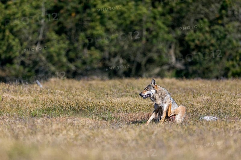 Comparable to the first encounter and only with the difference that this time the wolf pheasant (Canis lupus) crosses the whole clearing, I can observe it again in the late morning, rearing its young, Denmark