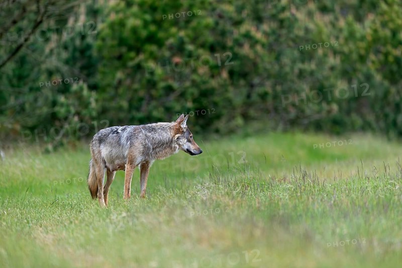 This photo clearly shows the mammary gland of the wolf pheasant (Canis lupus), rearing its young, Denmark