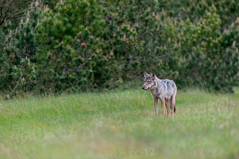 Based on the behaviour of the wolf fawn (Canis lupus), I suspect that the forest clearing is the rendezvous site, rearing pups, Denmark