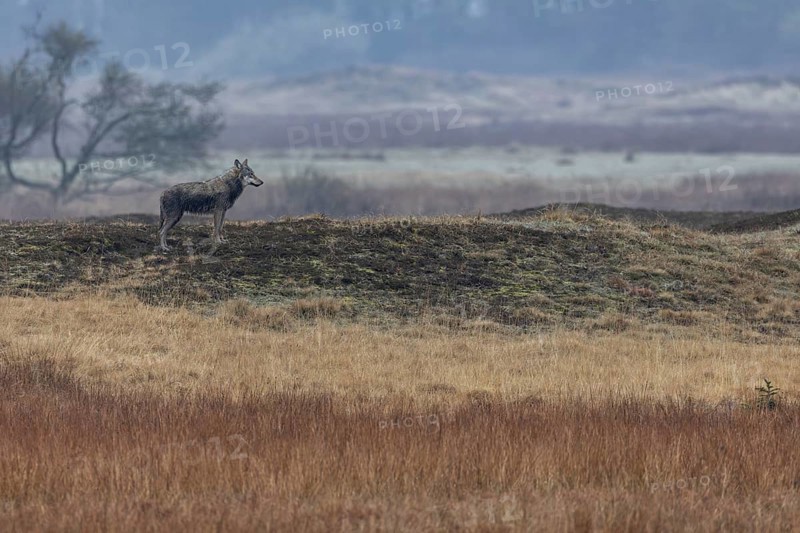 What might be going on in the mind of the wolf (Canis lupus) as it watches the pack of red deer standing about 150 metres away, Hunting, Denmark