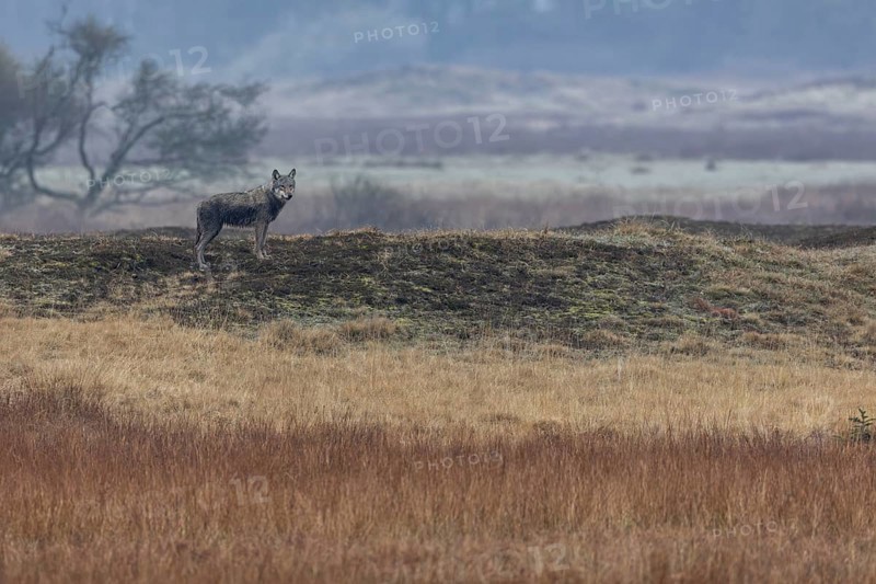 The wolf (Canis lupus) assesses the situation in a relaxed manner, the red deer present watch him attentively but do not immediately flee, Hunting, Denmark