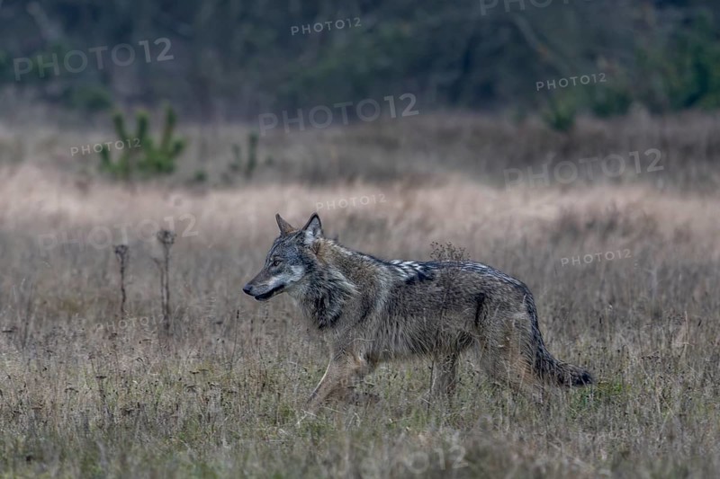 Slowly the wolf (Canis lupus) slows its pace, shy, fearful, sceptical, insecure, Denmark