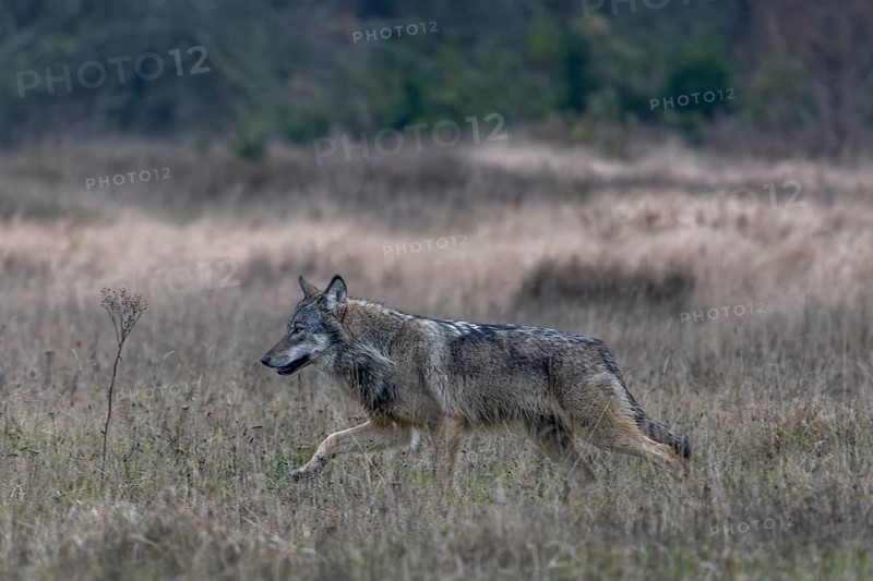 After the wolf (Canis lupus) has noticed a movement from me, it changes direction and passes me in parallel, shy, fearful, sceptical, insecure, Denmark