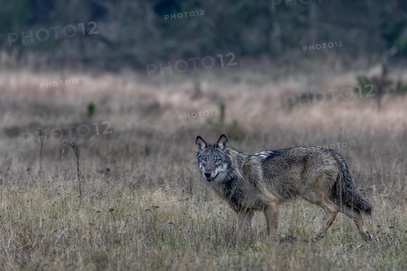 The wolf (Canis lupus) continues on its way at a moderate trot, shy, fearful, sceptical, insecure, Denmark
