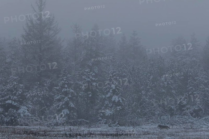 In a few minutes, dusk will fall and the wolf pup (Canis lupus) will be shrouded in darkness, winter, snow, cold, winter landscape, Denmark