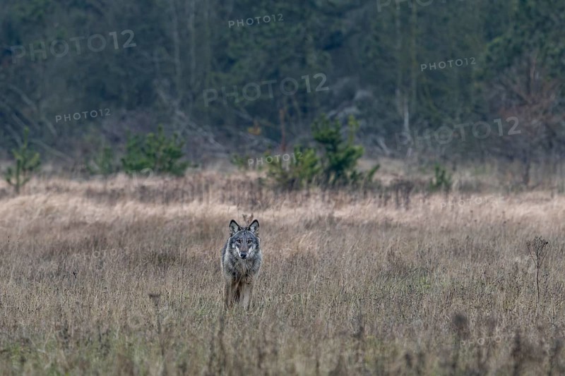 Sudden encounter with an old wolf (Canis lupus), I had hoped for wild boars, but this encounter remains unforgotten, shy, fearful, sceptical, insecure, Denmark